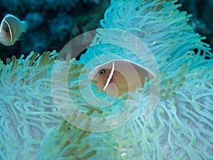 Anemonefish at anemone