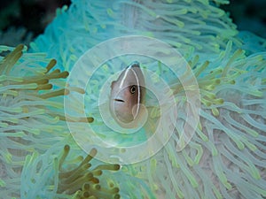 Anemonefish at anemone