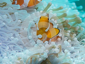 Anemonefish at anemone