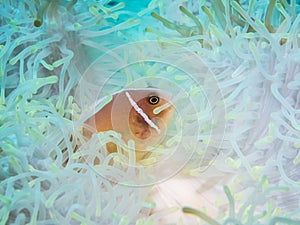 Anemonefish at anemone