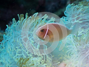 Anemonefish at anemone