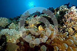 Anemonefish and bubble anemone