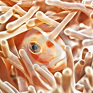 Anemonefish closeup