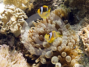 Anemonefish / Clownfish