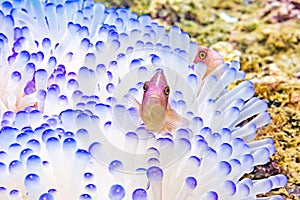 Anemonefish clownfish