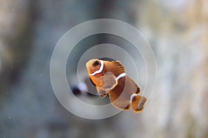 Anemonefish or clownfish