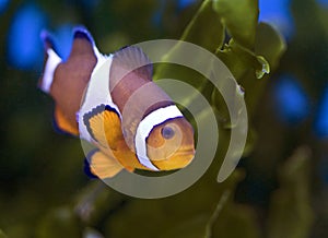 Anemonefish, clownfish, nemo