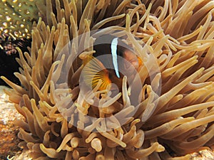 Anemonefish hiding in an Anemone