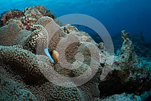Anemonefish in its host anemone