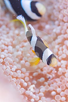 Anemonefish photo