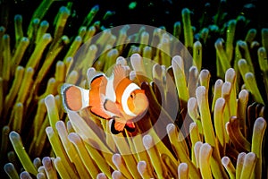 Anemonefish kapoposang Indonesia hiding inside anemone diver