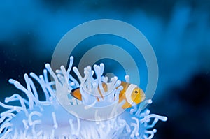 Anemonefish live in bleached sea anemone