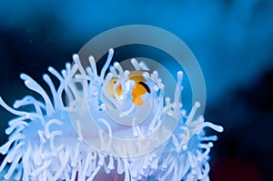 Anemonefish live in bleached sea anemone