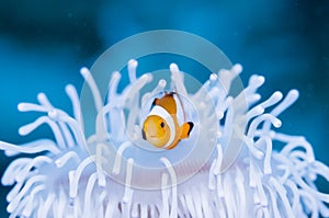 Anemonefish live in bleached sea anemone