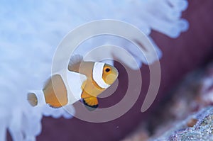 Anemonefish live in bleached sea anemone