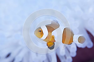 Anemonefish live in bleached sea anemone