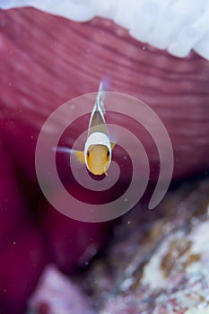 Anemonefish live in bleached sea anemone