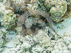 Anemonefish in Natural Habitat