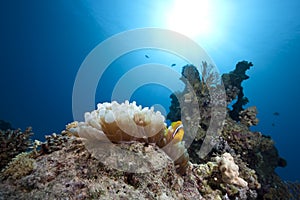 Anemonefish, ocean and bubble anemone