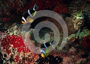 Anemonefish in the sea anemone