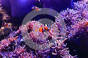 Anemonefish and sea anemone