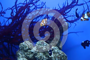 Anemonefish swimming in aquarium against corals