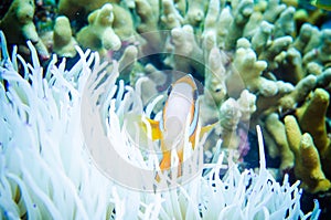 Anemonefish swimming in Bunaken