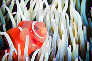 Anemonefish swimming Bunaken Sulawesi Indonesia underwater premnas biaculeatus photo