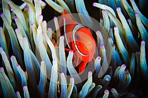 Anemonefish swimming Bunaken Sulawesi Indonesia underwater premnas biaculeatus photo