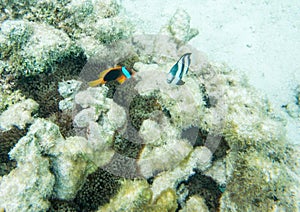 Anemonefish and Three-striped Damselfish