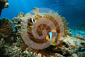 Anemonefishes