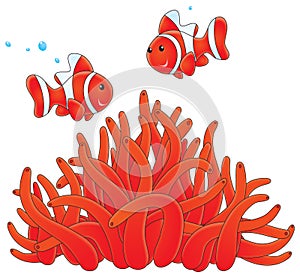 Anemonefishes and actinia