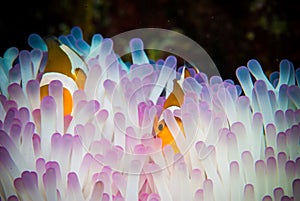 Anemonefishes swimming in Bunaken