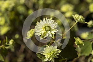 Anemonella thalictroides Betty Blake