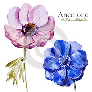 Anemones