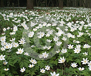 Anemones