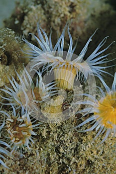 Anemones