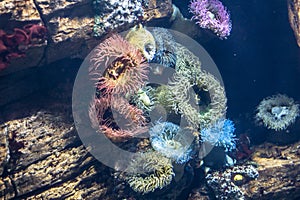 Anemones in aquarium of the oceanario, Lisbon photo