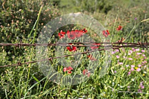 Anemones bloom behind barbed wire