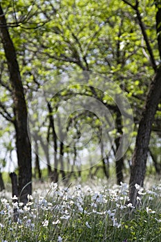 Anemones bloom in spring in forest