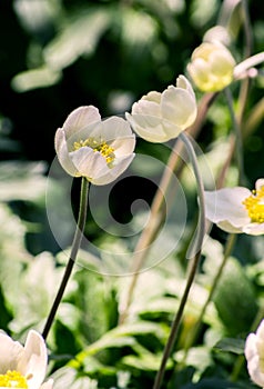 Anemones buttercup, white flowers. The attraction to each other. Tenderness in relationships between people.