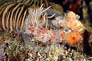 Anemones, Mabul Island, Sabah