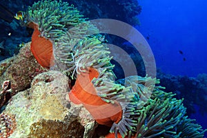 Anemones and nemo fishes