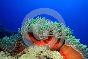 Anemones and nemo fishes