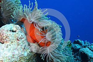 Anemones and nemo fishes