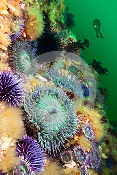 Anemones on reef