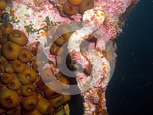 Anemones and Shipwreck