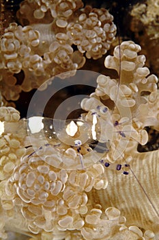 Anemones Shrimp Camouflage on Anemone, Mabul Island, Sabah