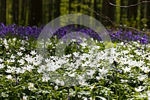 Anemones in spring forest