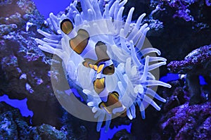 Anemonia clown fish